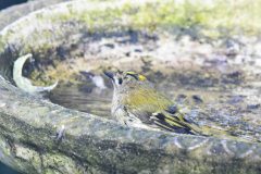 Goldcrest - Regulus regulus, Dinnington.