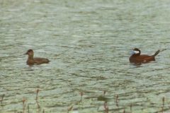 A Pair of Ruddy Ducks near Badger Corner Lake, Hatfield. 