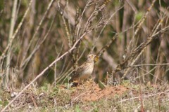 Woodlark at Boston Park Lake. (22 Apr 2009), Hatfield.