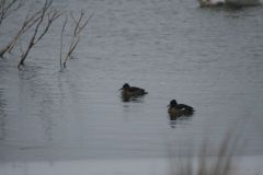 Ring Necked duck on left with female Tufted Duck, Hatfield. Photo by Ian McDonald