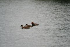 Red Crested Pochards at Boston Park Lake, Hatfield.