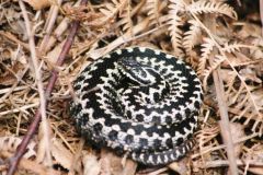 Male Adder, Hatfield. 