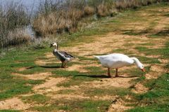  Chinese Goose and Embden Goose, Hatfield.