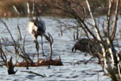 Cranes and eggs, Hatfield. 