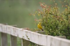 Yellow Wagtail, Hatfield. 