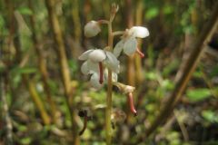 Round-leaved Wintergreen (Pyrola rotundifolia), Hatfield.