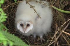 Barn Owl, juvenile. Hatfield.