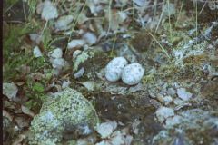 Nightjar eggs in a scrape, Hatfield.