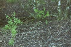 Nightjar (male?), Hatfield. 