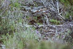 Nightjar (female?), Hatfield. 