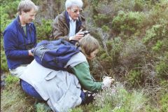 Tim Melling, Mick Oliver and Helen Kirk photographing bog bush cricket, Hatfield.