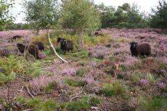 Hebridean Sheep on Packards, Hatfield.