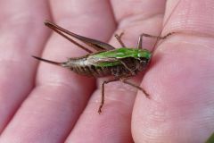 Bog Bush Cricket, Hatfield