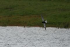 Black Tern at Boston Park Lake, Hatfield.