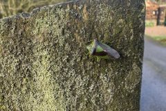 Hawthorn Shieldbug (Acanthosoma haemorrhoidale) Lindrick, 1-3-26