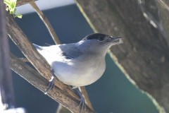 Blackcap-Sylvia-atricapilla-9-of-14