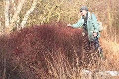 Mick with the tall Bog Myrtle plants, Hatfield.