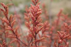 Female flowers of Bog Myrtle, Hatfield. 