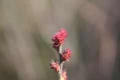 Bog Myrtle male flowers, Hatfield.