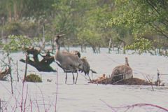 Cranes at nest, Hatfield. 