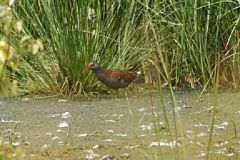 Water Rail, Hatfield.