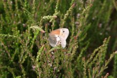 Large Heath on Packards, Hatfield.