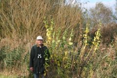 Colin Wall with Jerusalem Artichoke (Helianthus tuberosus), Hatfield.