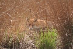 Fox seen east of the Island, Hatfield.
