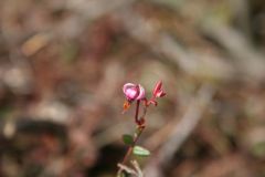 Cranberry, Vaccinium oxycoccos, on Packards Heath, Hatfield.