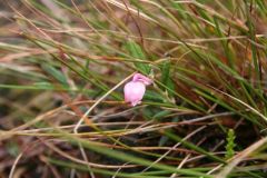 Bog Rosemary, Andromeda Polifolia on Packards Heath, Hatfield.