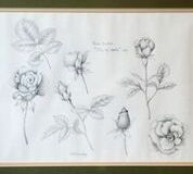 No. 15 Rose Studies City of Leeds 1996