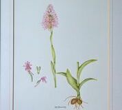 No. 5 Pyramidal Orchid (Anacamptis pyramidalis)