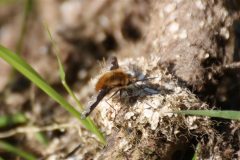 Dark-edged Bee-fly - Bombylius major