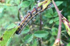 Buff Tip - Phalera bucephala - caterpillar