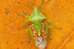 Cyphostethus tristriatus - Juniper Shieldbug, Austerfield.