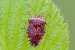 Elasmucha grisea - Parent Bug, Austerfield.