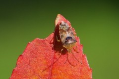 Elasmucha grisea - Parent Bug, Austerfield.