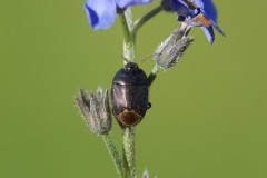 Sehirus luctuosus - Forget-me-Not Shieldbug, Austerfield.