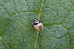 Tritomegas bicolor - Pied Shieldbug (nymph), Austerfield.