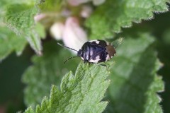 Tritomegas bicolor - Pied Shieldbug, Austerfield.