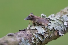 Ledra aurita - Eared Leafhopper, Austerfield.