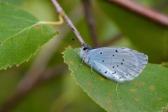 Celastrina argiolus - Holly Blue , Austerfield.