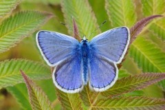 Polyommatus icarus - Common-Blue, Austerfield.