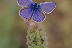 Polyommatus icarus - Common-Blue, Austerfield.