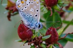 Polyommatus icarus - Common-Blue, Austerfield.