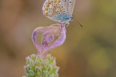 Polyommatus icarus - Common-Blue, Austerfield.