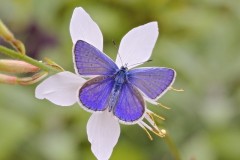Polyommatus icarus - Common-Blue, Austerfield.