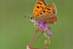 Lycaena phlaeas - Small Copper, Austerfield.