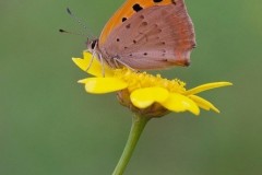 Lycaena phlaeas - Small Copper, Austerfield.
