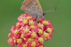 Lycaena phlaeas - Small Copper, Austerfield.